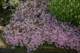 Thymus herba-barona RCP6-2010 083.jpg